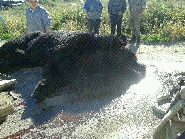 гималайский медведь убитый в Арсеньеве