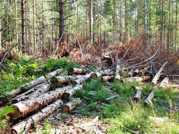 вырубка леса лесоповал
