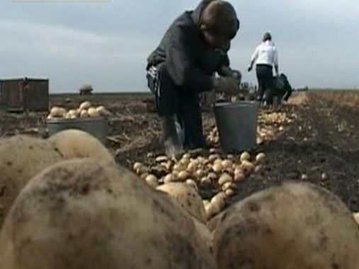 трудовой лагерь картошка уборка урожая
